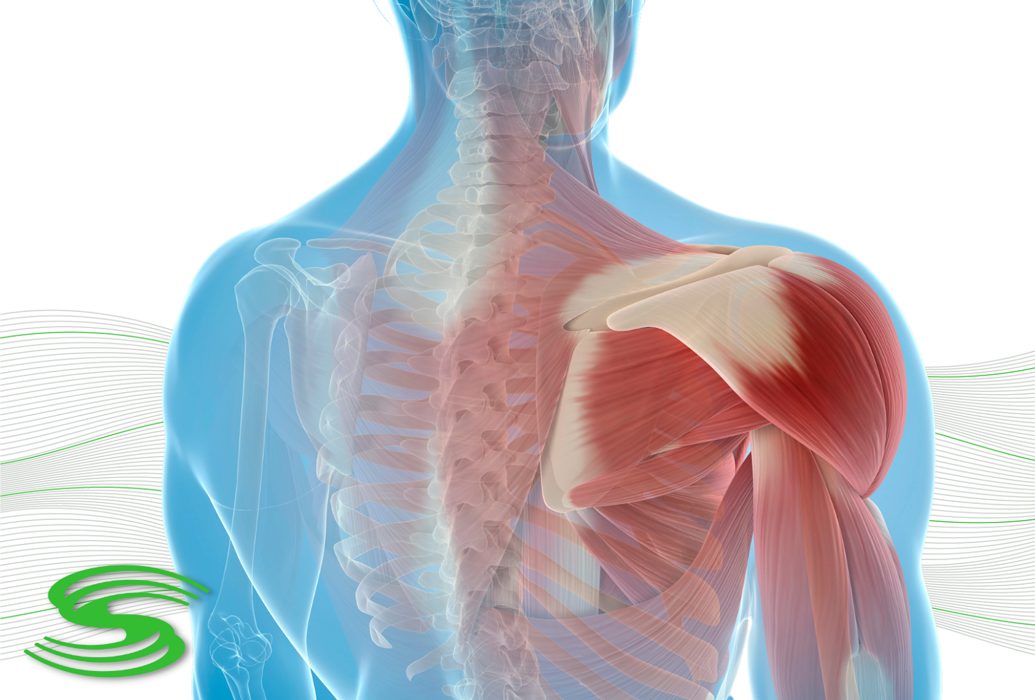 Shoulder Stretching Anatomy