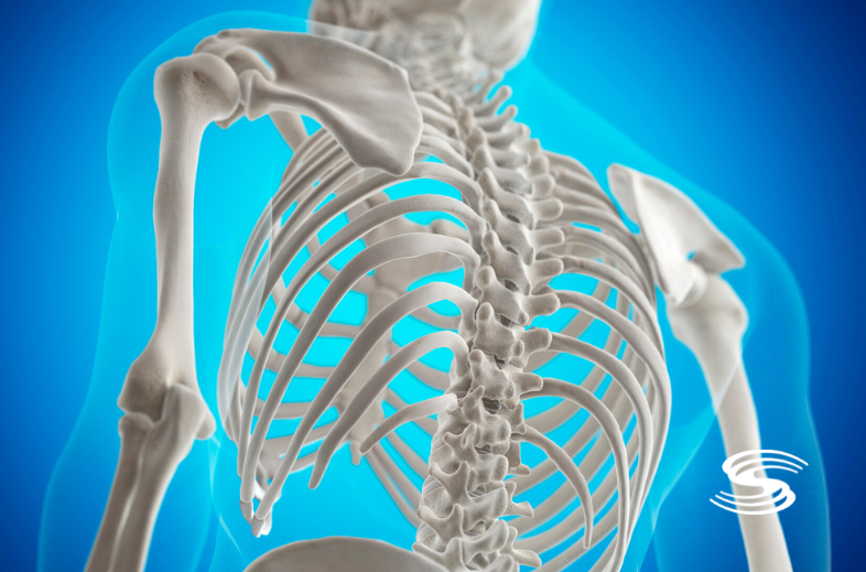 Bones in Upper BAck